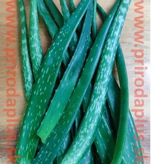 ALOE VERA – odrezané, čerstvé listy z 3 ročnej aloe vera, aloe pravá - cca 0,5 kg